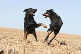 BEAUCERON 096